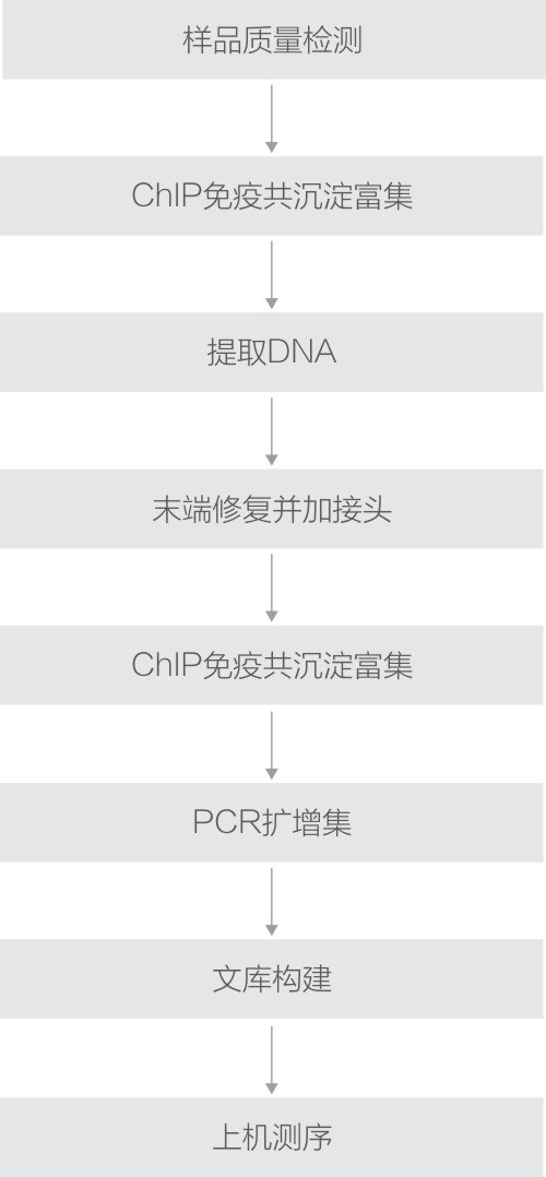 ChIP技術路線.jpg